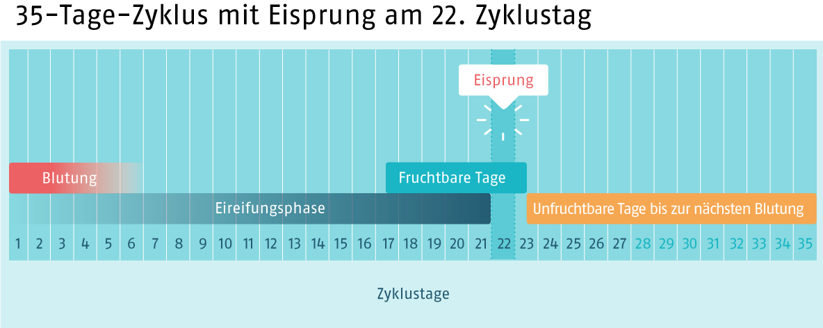 Zyklus35 Tage (Quelle: BIÖG)